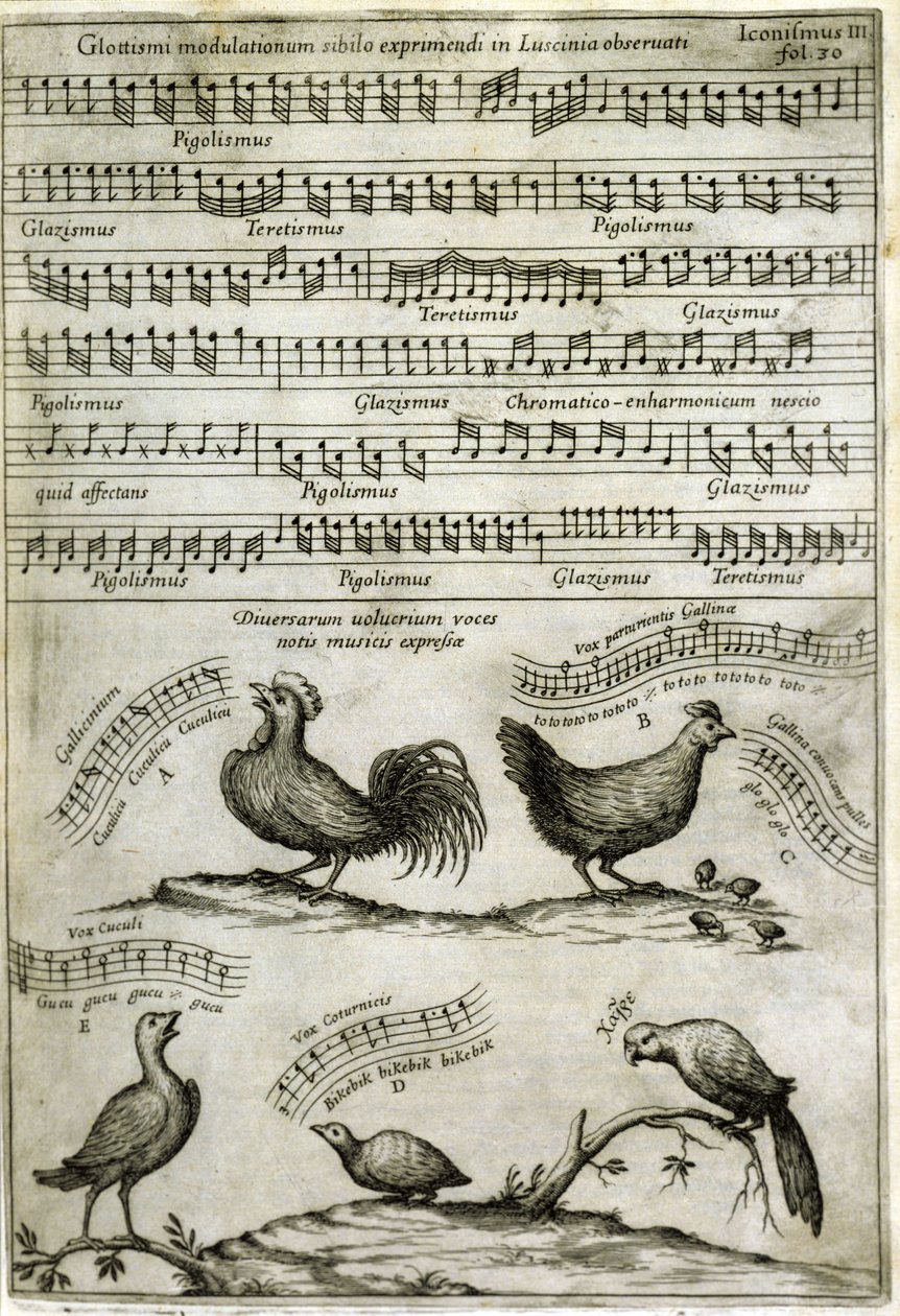 Le chant émis par certains volatiles exprimé par des notes de musique d