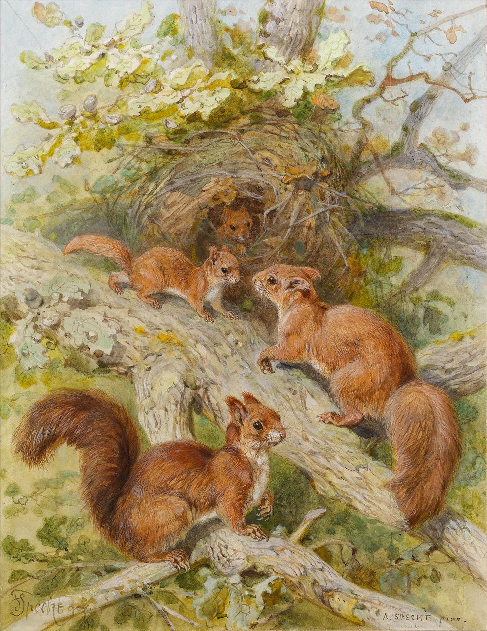 Écureuils roux - August Specht