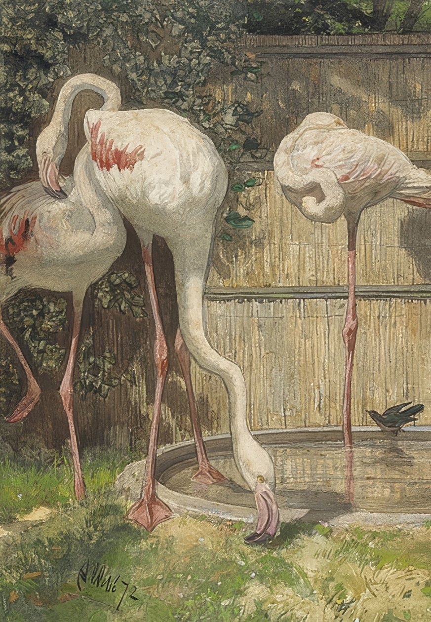 Trois flamants roses près d