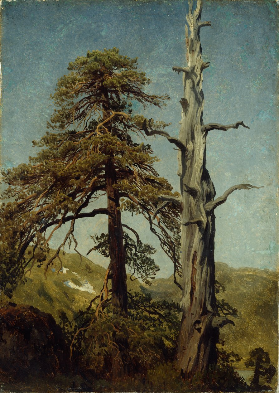Étude des arbres - August Cappelen