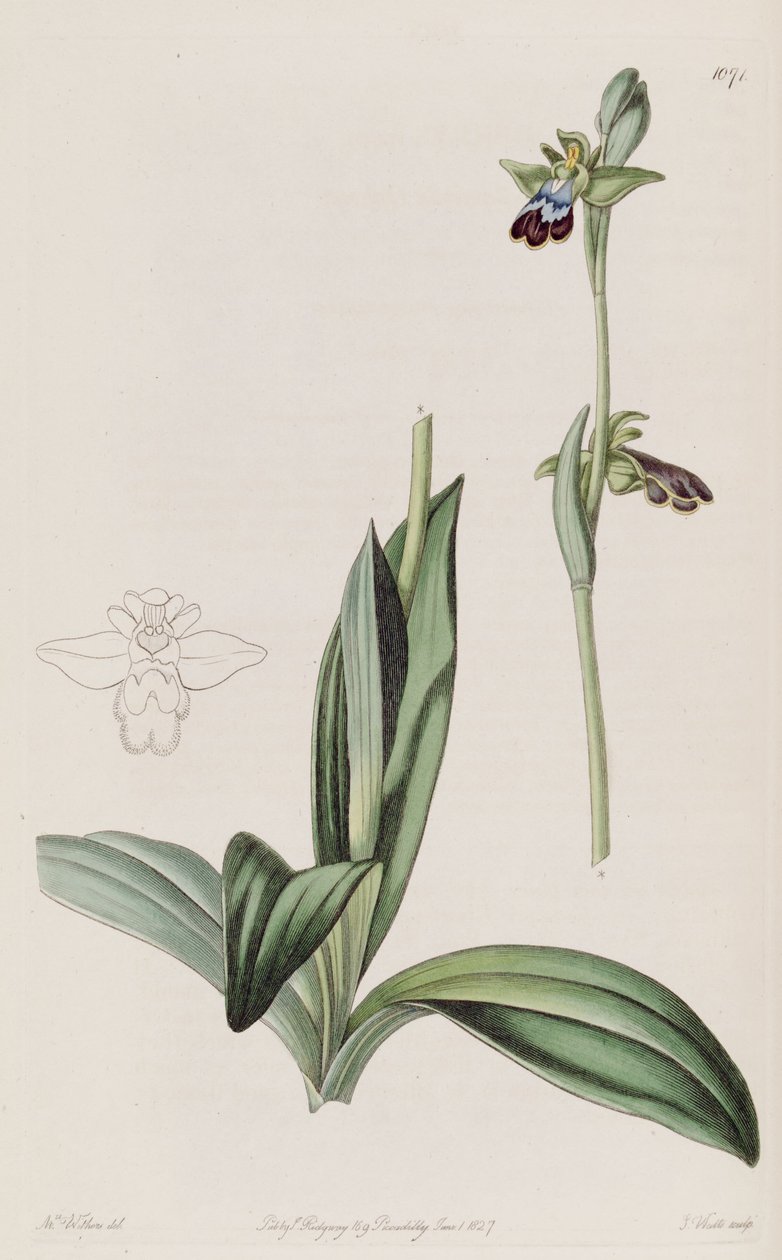 Illustration de Ophrys fusca - Augusta Innes Withers