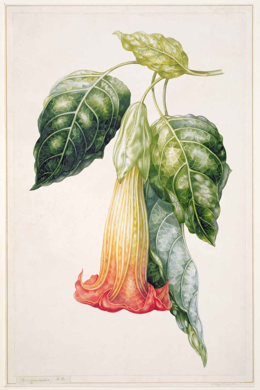 Fleur de Datura d