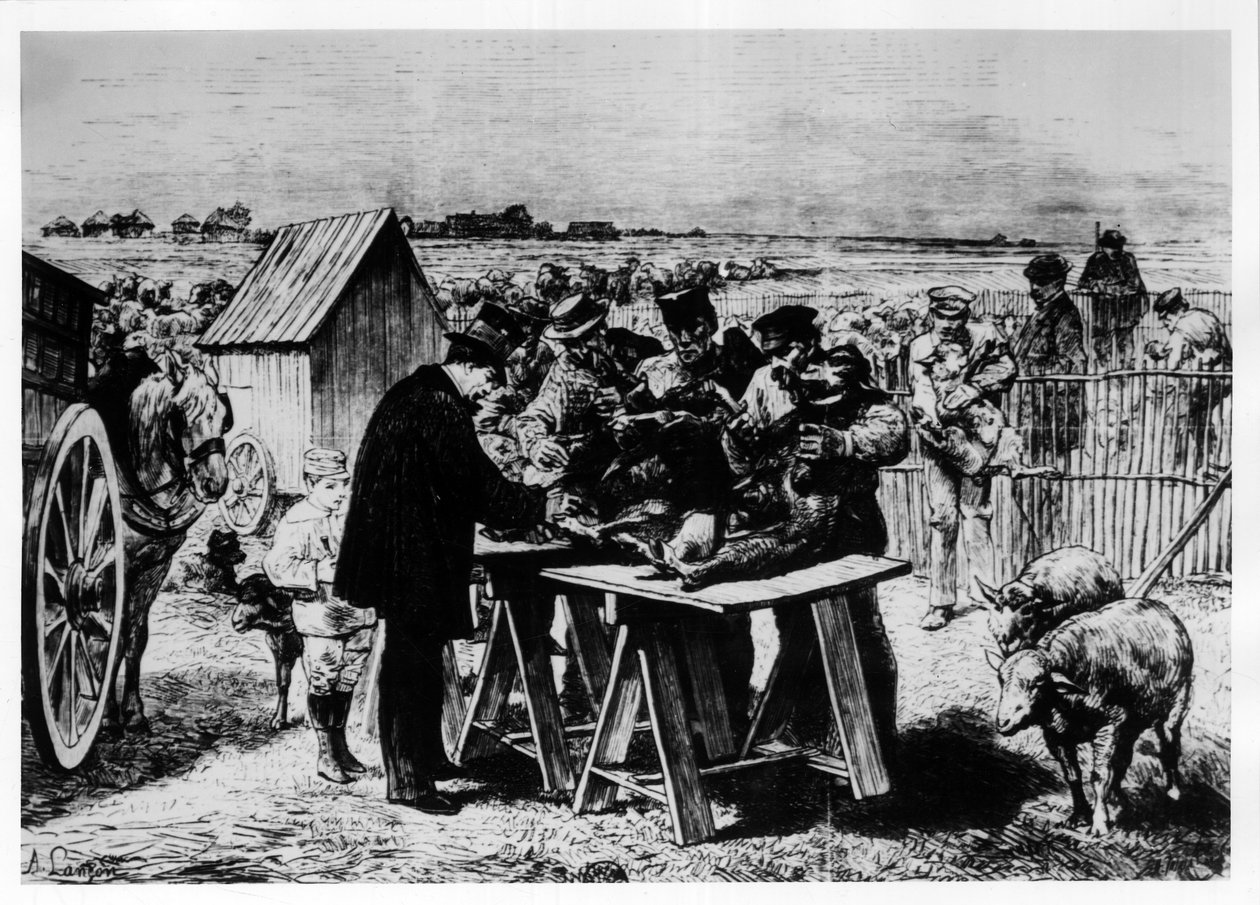 Vaccination des moutons par Pasteur, gravure par A. Lançon - Auguste Andre Lancon