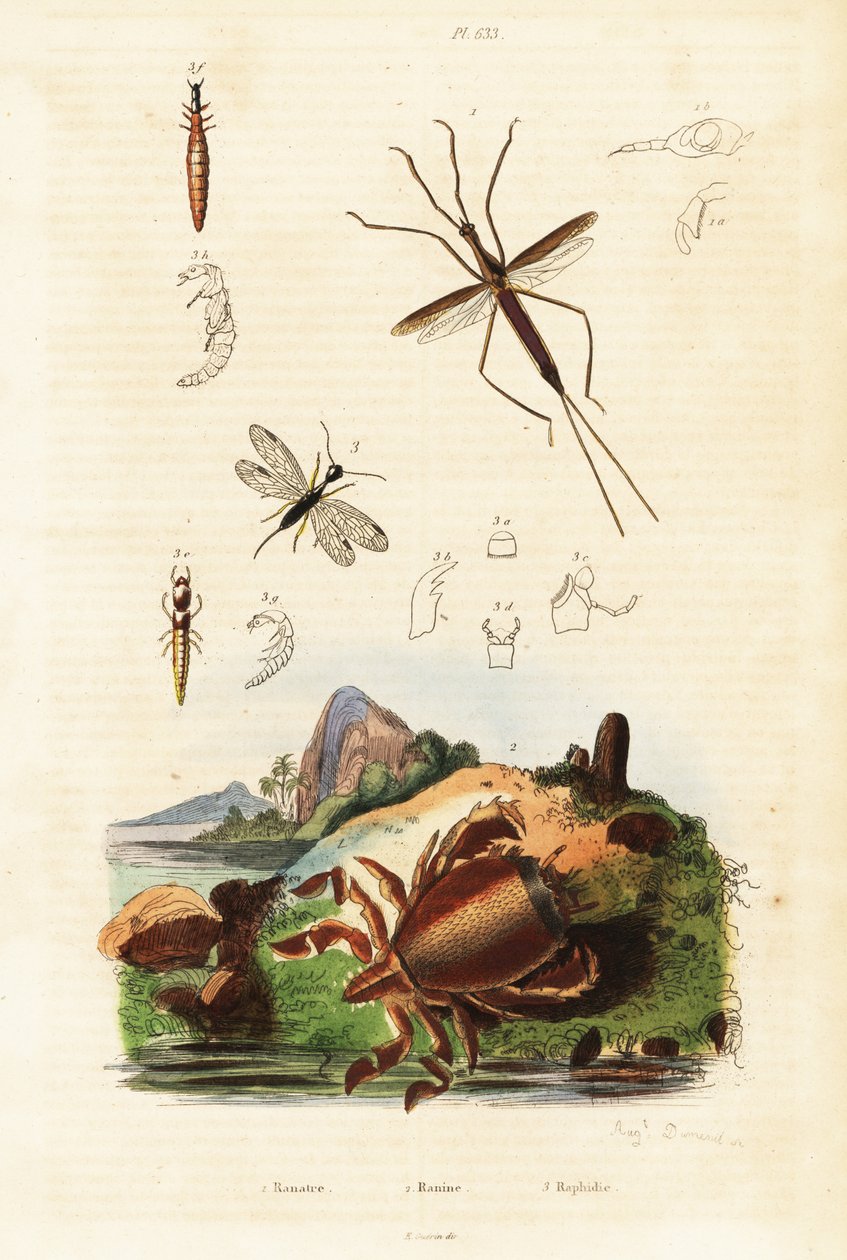 Crabe grenouille rouge, serpent volant et punaise aquatique - Auguste Dumenil