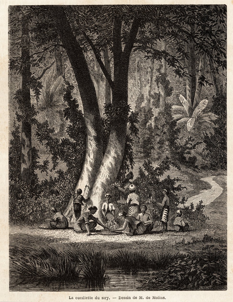 La cueillette du Syri, ou bétel, dont la feuille enduite de chaux est essentielle à la production du Chic local. Dessin de M. de Molins, pour illustrer son voyage à Java - Auguste de Molins