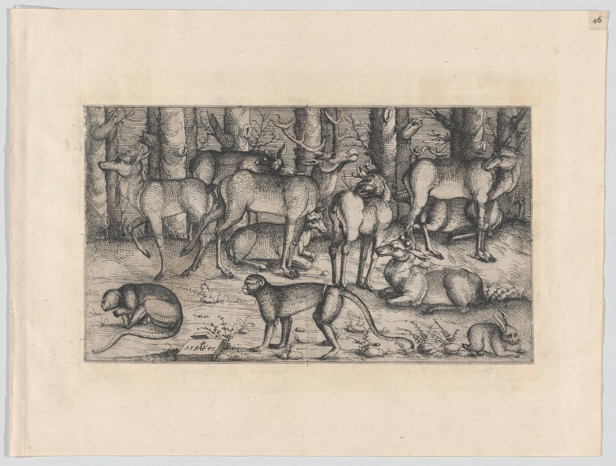 Cerfs dans la forêt - Augustin Hirschvogel