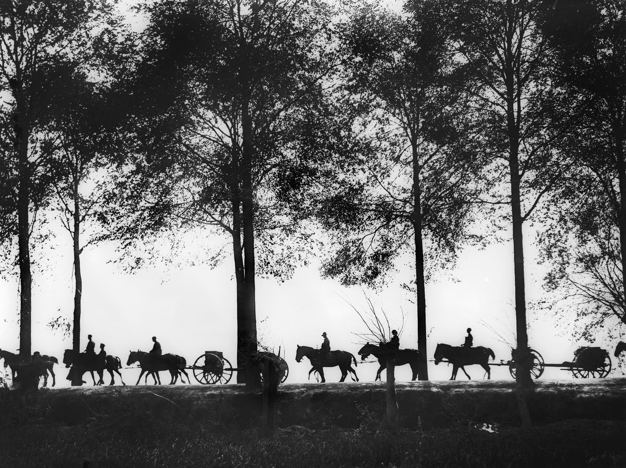Vue en silhouette des limbers d