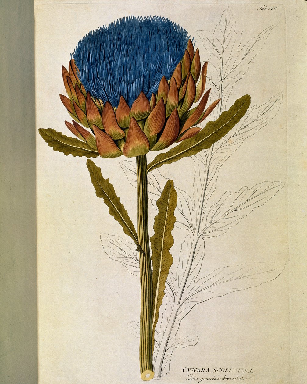 Botanique : « Artichaut » (Cynara scolymus) Planche tirée de « Medicinalium secundum Linnaei digestarum » par Joseph Jacobi Plenck (1735-1807) 1788-1803 Collection privée - Austrian School
