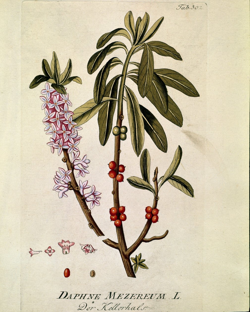Botanique : « Bois-joli » (Bois joli) (ou Bois-gentil, Bois gentile) (Daphne mezereum) Planche tirée de « Medicinalium secundum Linnaei Digestarum » par Joseph Jacobi Plenck (1735-1807) 1788-1803 Collection privée - Austrian School