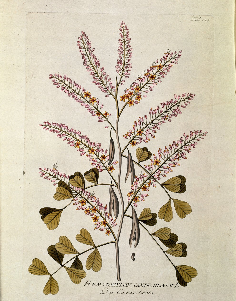 Botanique : « Campeche » (Haematoxylon campechianum) Planche tirée de « Medicinalium secundum Linnaei digestarum » par Joseph Jacobi Plenck (1735-1807) 1788-1803 Collection privée - Austrian School