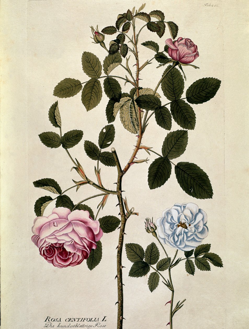 Botanique : Rose à cent feuilles (Rosa centifolia) Planche tirée de « Medicinalium secundum Linnaei digestarum » par Joseph Jacobi Plenck (1735-1807) 1788-1803 Collection privée - Austrian School