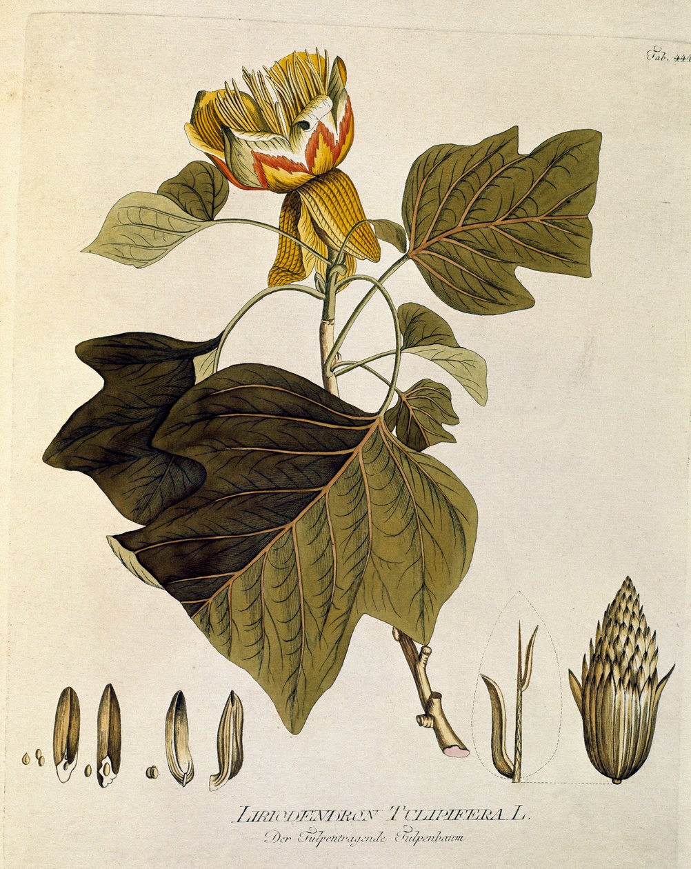 Botanique : Tulipier de Virginie (Liriodendron tulipifera) Planche tirée de « Medicinalium secundum Linnaei digestarum » par Joseph Jacobi Plenck (1735-1807) 1788-1803 Collection privée - Austrian School