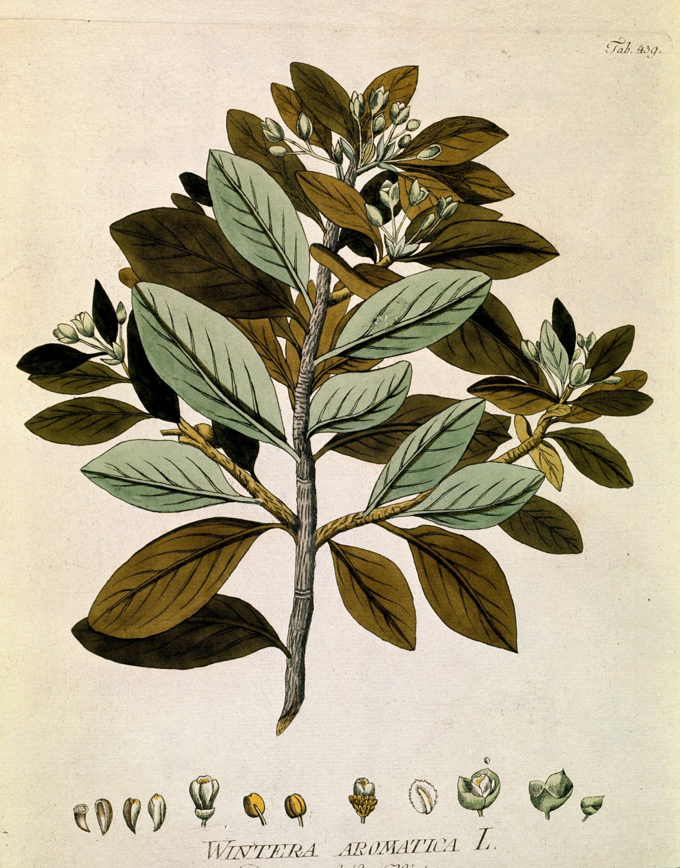 Botanique : Écorce de Winter (Wintera aromatica) Planche tirée de « Medicinalium secundum Linnaei digestarum » par Joseph Jacobi Plenck (1735-1807) 1788-1803 Collection privée - Austrian School