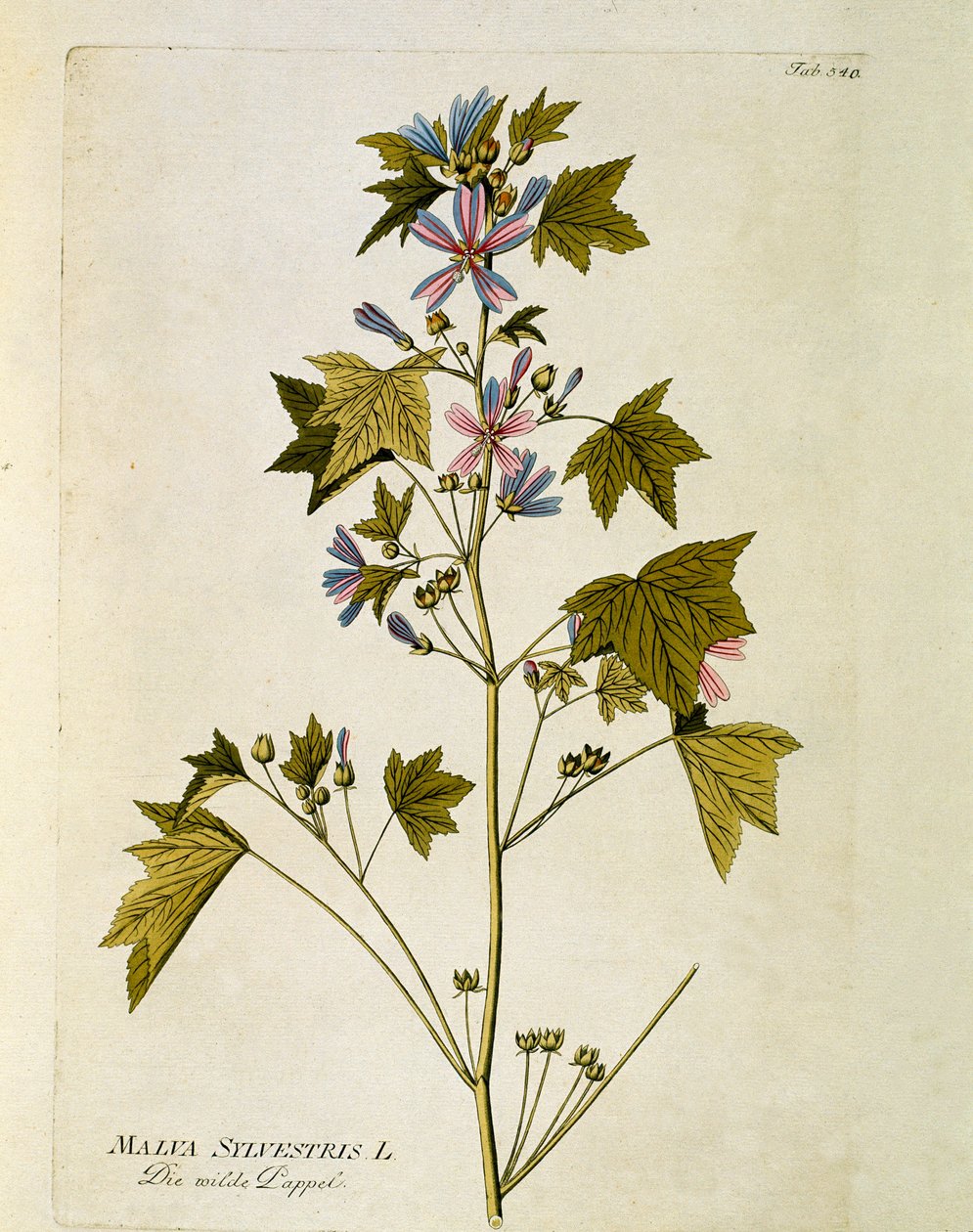 Botanique : « grande mauve » (Malva sylvestris) Planche tirée de « Medicinalium secundum Linnaei digestarum » par Joseph Jacobi Plenck (1735-1807) 1788-1803 Collection privée - Austrian School