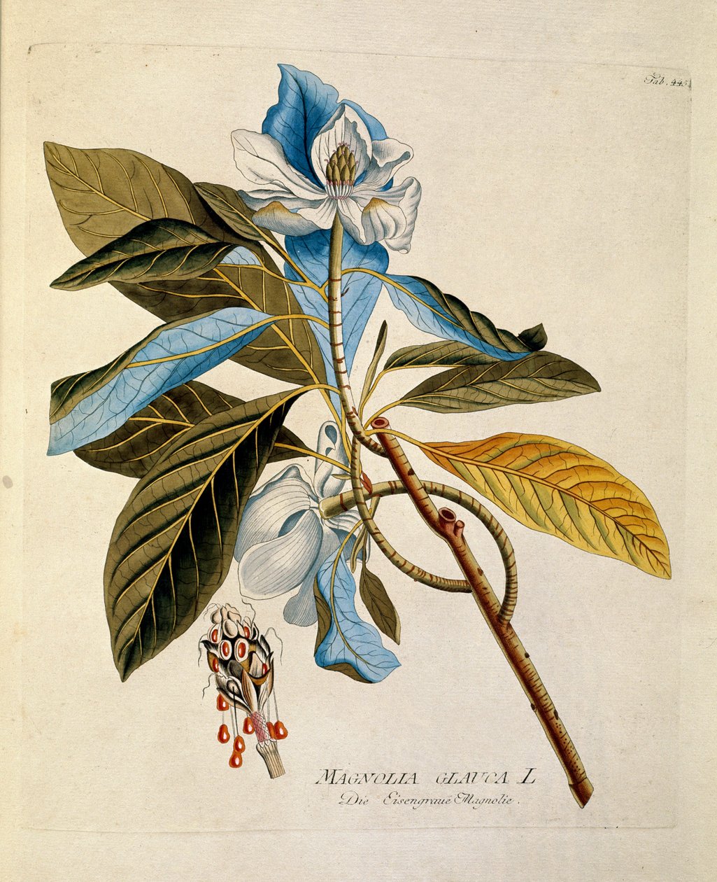 Botanique : « magnolia » Planche tirée de « Medicinalium secundum Linnaei digestarum » par Joseph Jacobi Plenck (1735-1807) 1788-1803 Collection privée - Austrian School