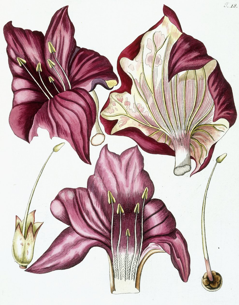 Figure 18, de "Collectanea ad Botanicam, Chemiam, et Historiam Naturalem spectantia, cum figuris", 1786-1796 - Austrian School