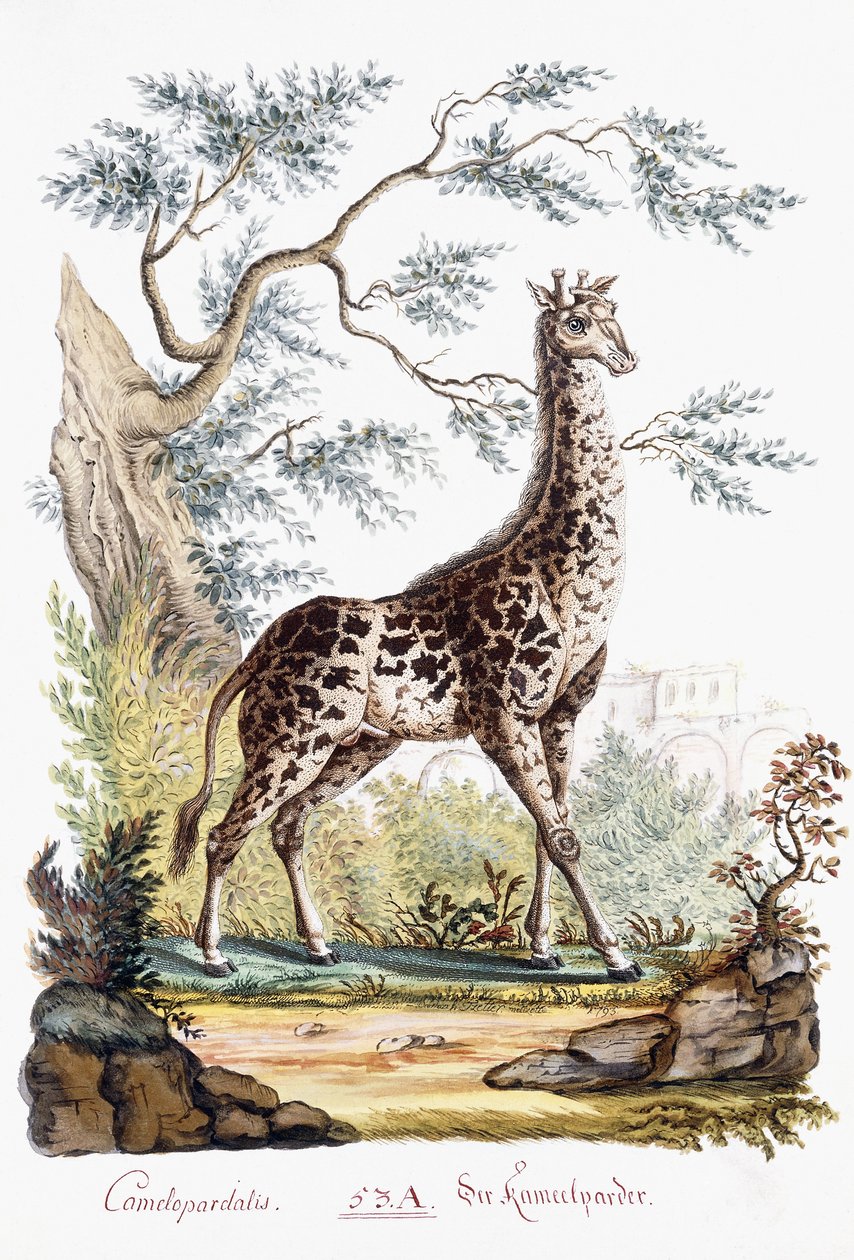 Girafe, 1794 - Austrian School