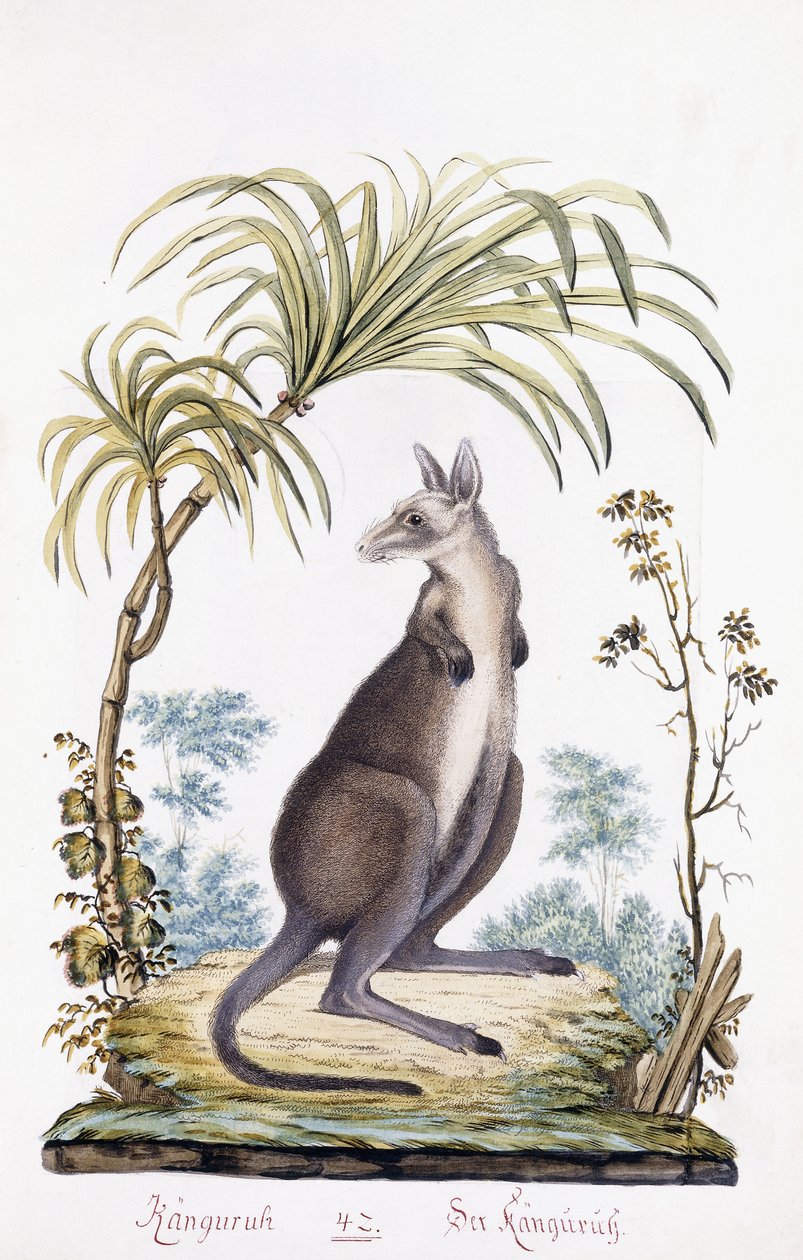 Kangourou, 1794 - Austrian School