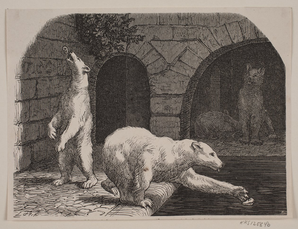 Ours au Jardin des Plantes - Axel Theodor Kittendorff