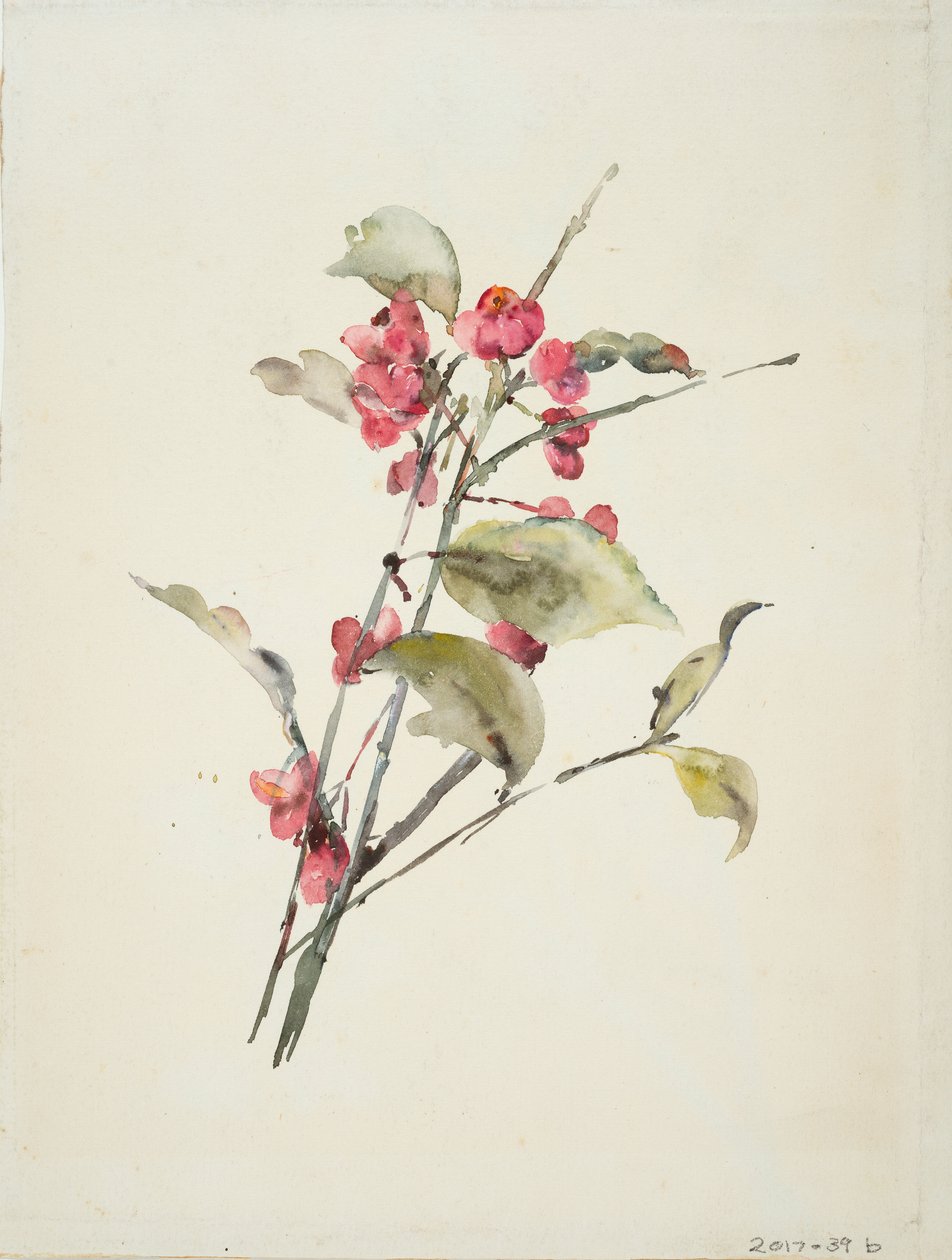 Fleurs roses - Barbara Leigh Smith Bodichon
