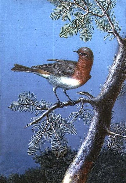Rouge-gorge sur une branche - Barbara Regina Dietzsch