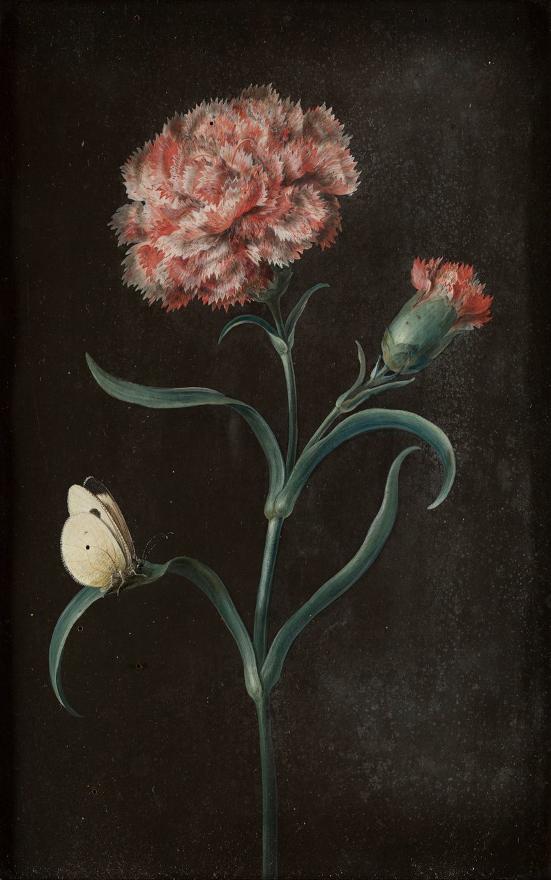 Ensemble de quatre natures mortes avec papillons - Barbara Regina Dietzsch