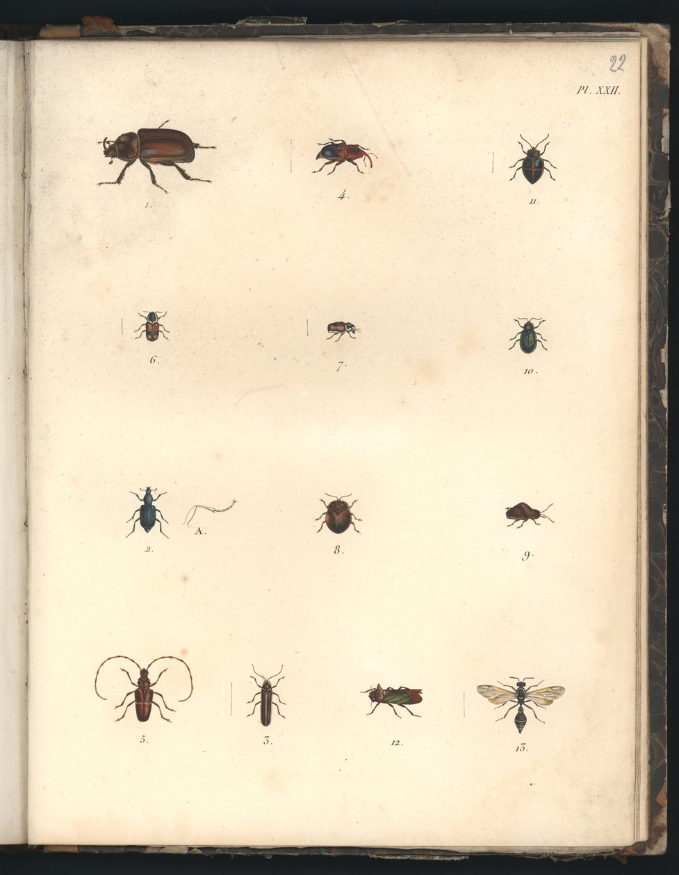 Coléoptères et guêpes, Pl.XXII, illustration de 