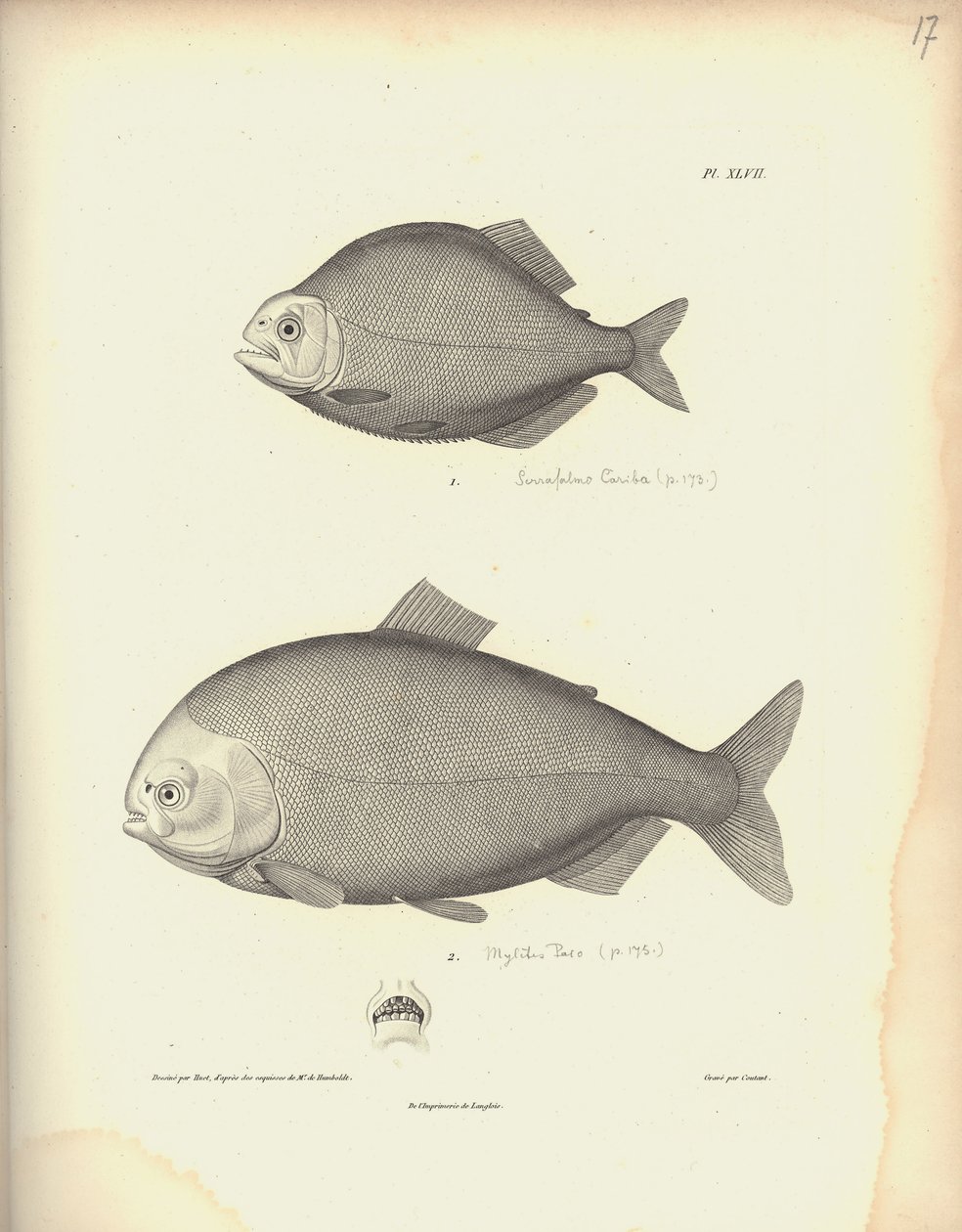 Characidae, Pl. XLVII, gravé sur acier par Coutant d