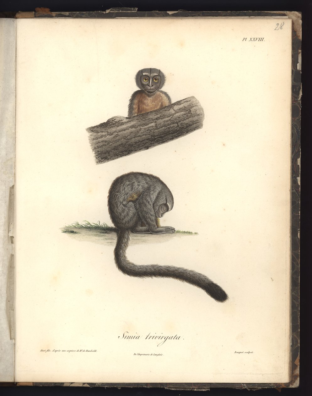 Simia trivirgata, Pl.XXVIII, gravure en acier par Louis Bouquet d