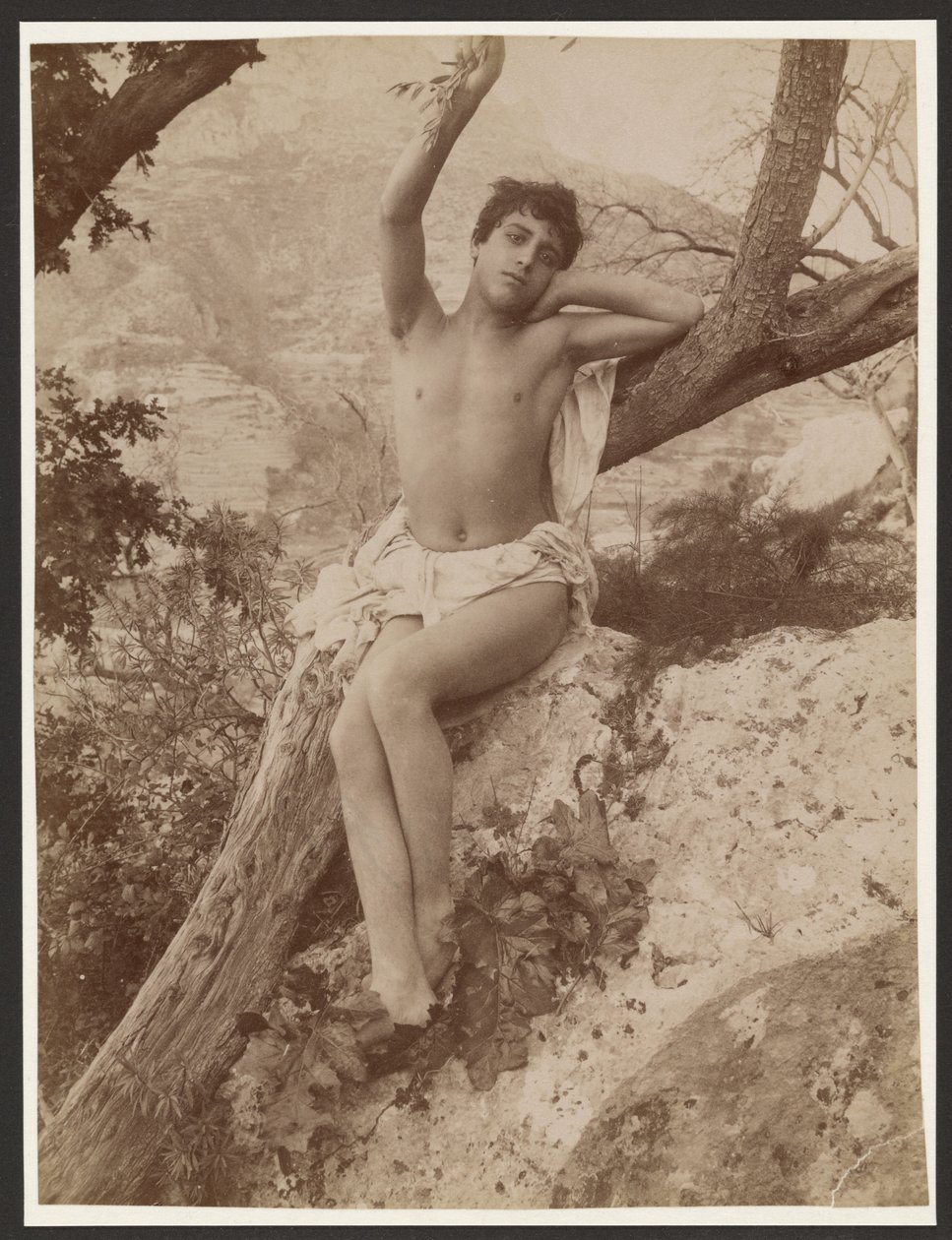 [Jeune homme dans un arbre, le bras levé] - Baron Wilhelm von Gloeden