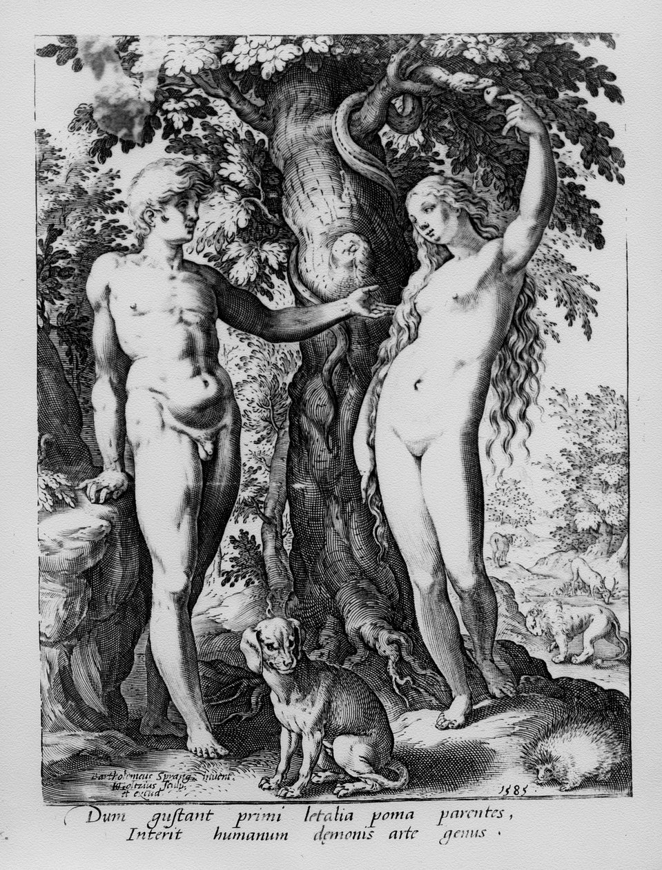 Adam et Ève, gravé par Hendrik Goltzius, 1585 - Bartholomaeus Spranger