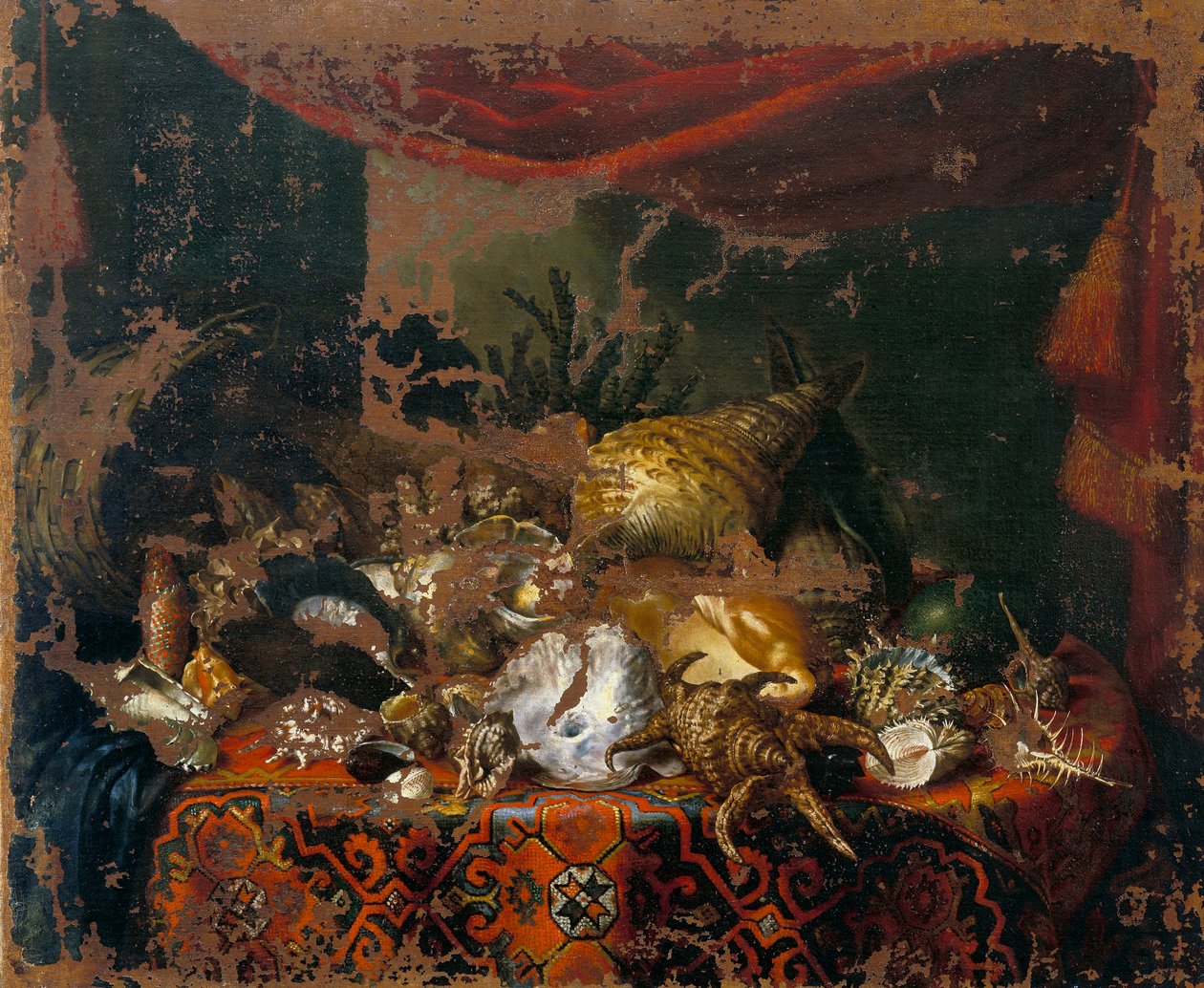 Coquillages - Bartolomeo Bimbi