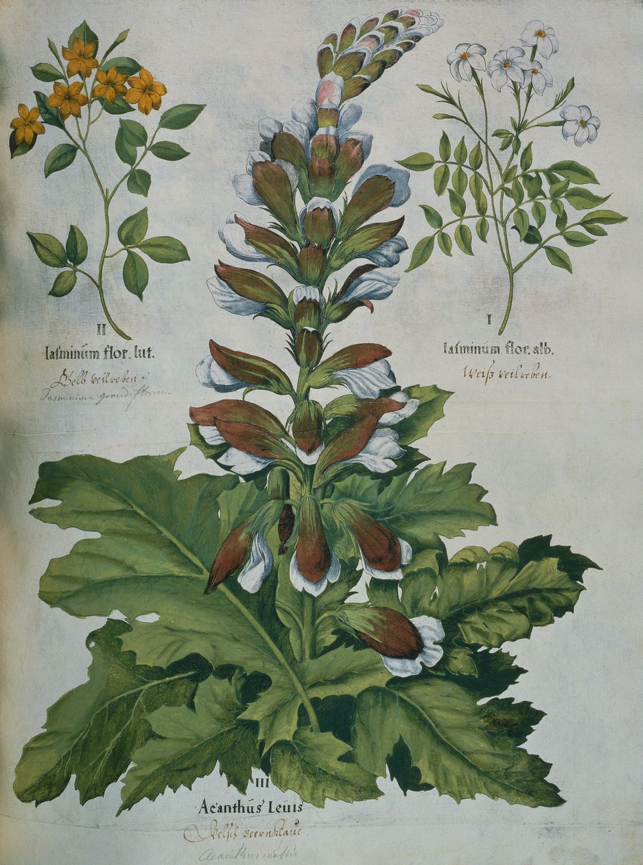 Une feuille du 