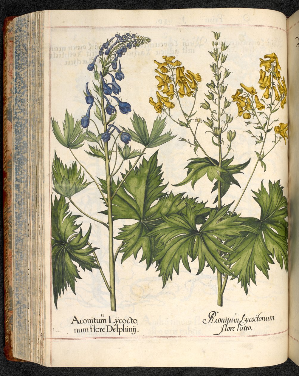 Aconitum lycoctonum (Aconit tue-loup) de Hortus Eystettensis, Basilius Besler - Basilius Besler