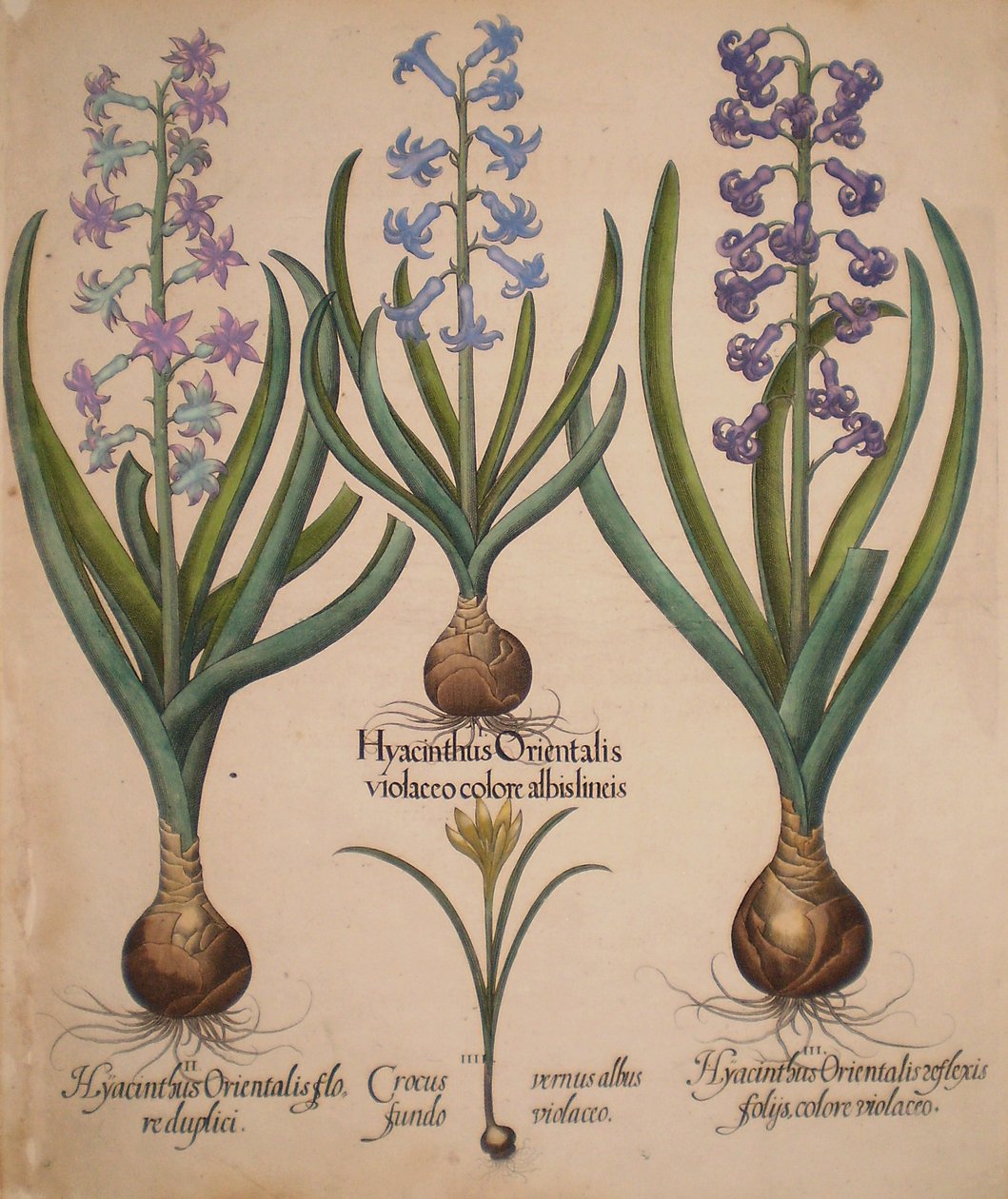 Hyacinthus orientalis floreduplici-Hyacinthus orientalis violaceo albislienis-Crocus vernus albus fundo violaceo-Hyacinthus orientalis reflexis folys colore violaceo - Basilius Besler