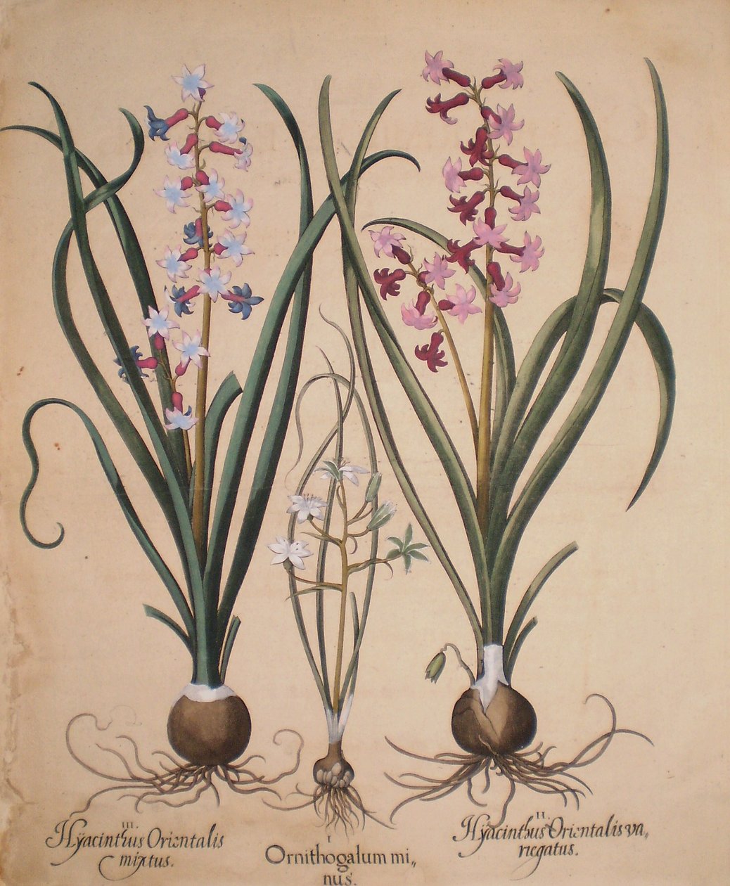 Hyacinthus orientalis mixtus-Ornithogalum minus-Hyacinthus orientalis veriegatus - Basilius Besler