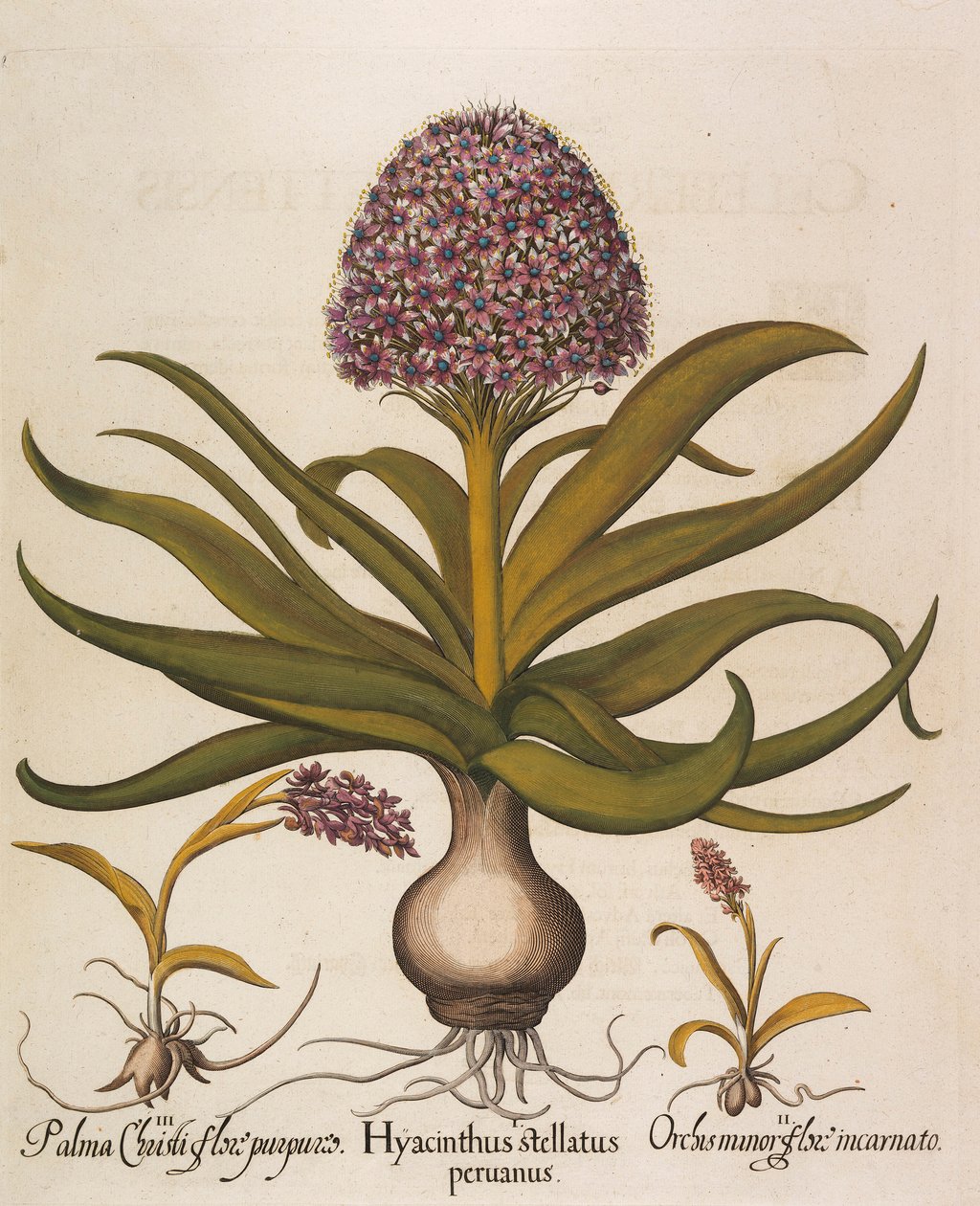 Hyacinthus stellatus - Basilius Besler