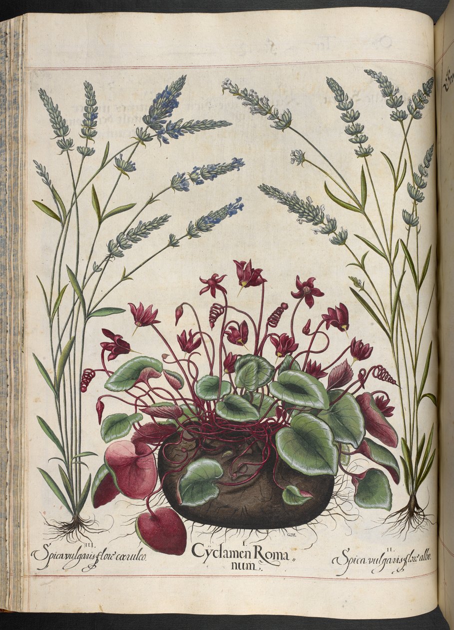Planche 347 : Cyclamen Romanum, de Hortus Eystettensis, par Basilius Besler - Basilius Besler