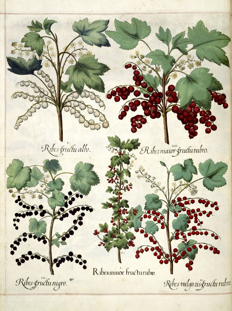 Plantes de groseilles rouges et noires, de 