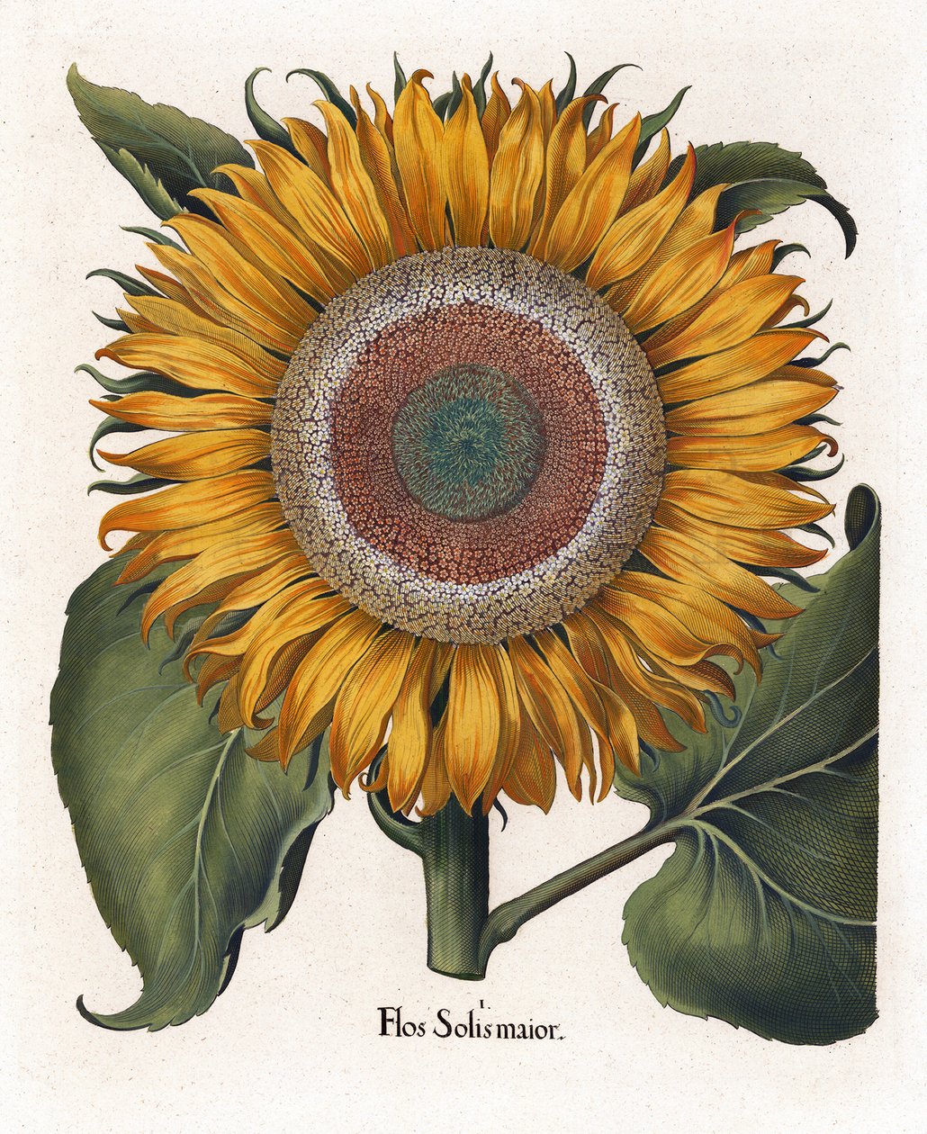 Le tournesol commun, Flos Solis Maior - Basilius Besler
