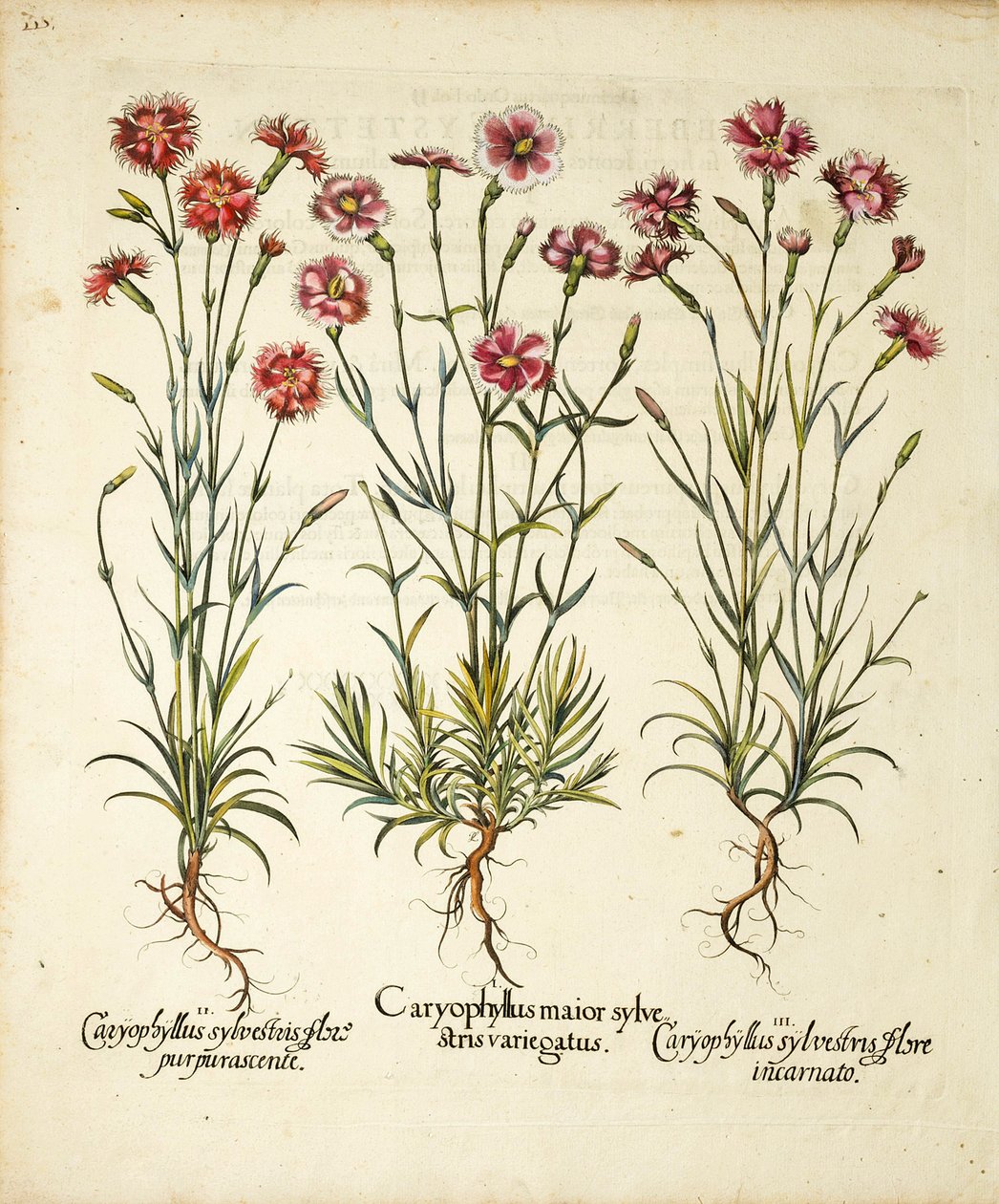 Variétés de Caryophyllus Sylvestris publiées dans Hortus Eystettensis, 1613 - Basilius Besler