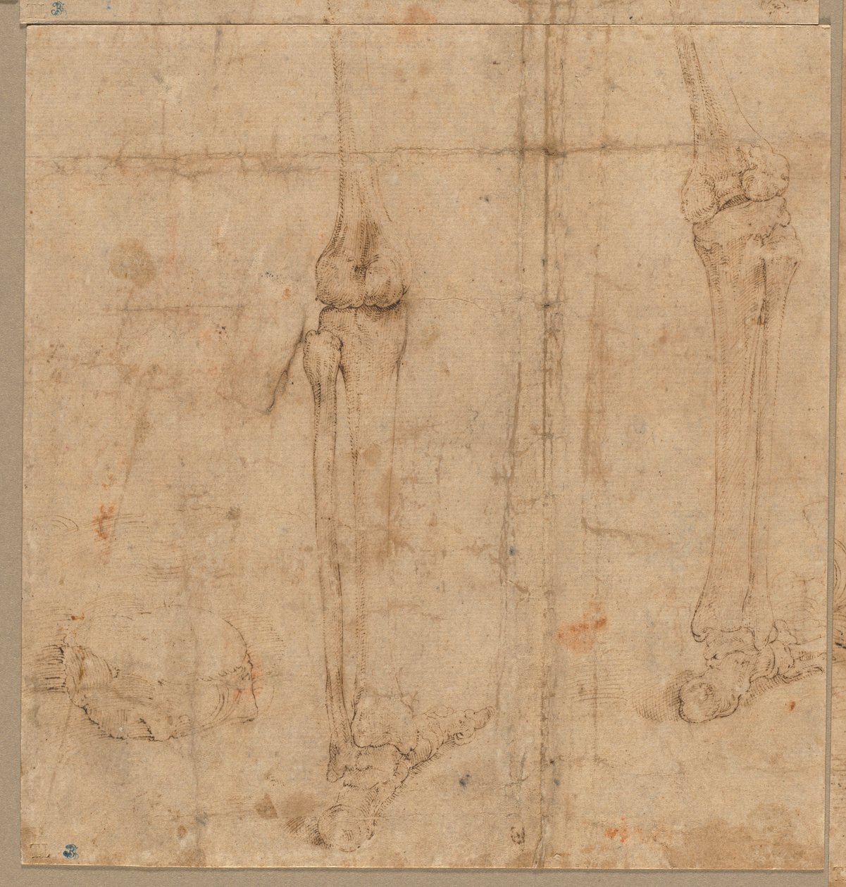 Moitié inférieure du squelette de dos, début des années 1540 - Battista Franco