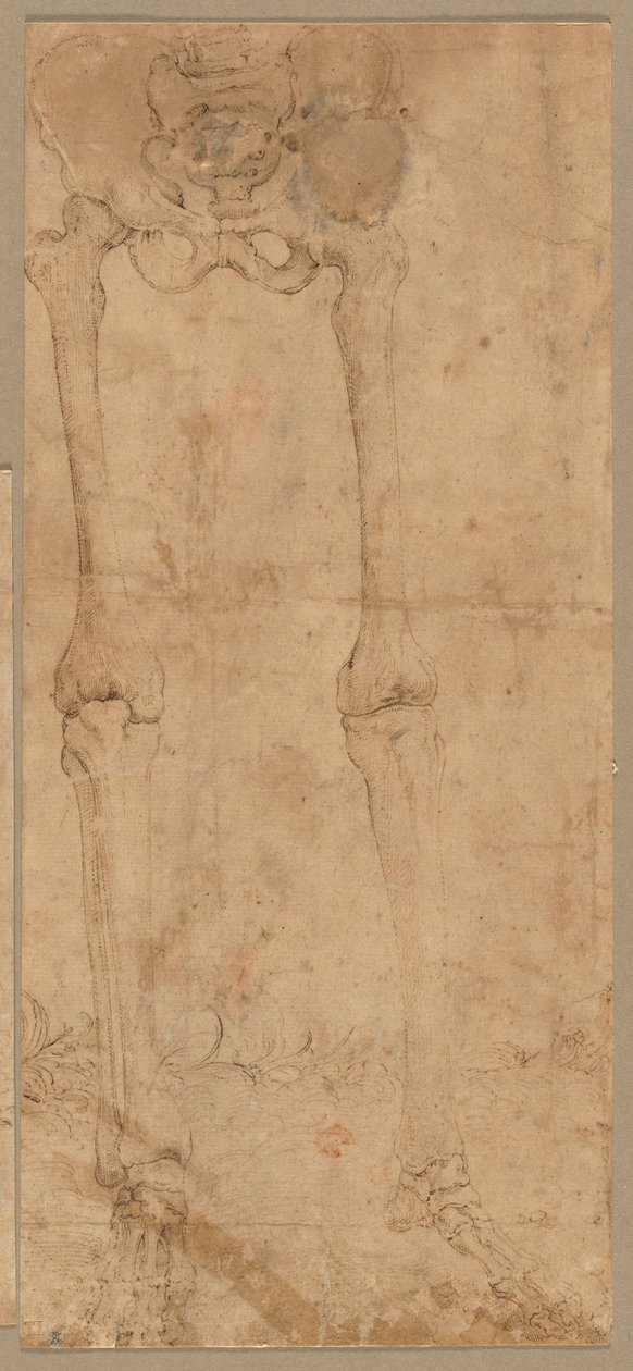 Moitié inférieure du squelette de face, début des années 1540 - Battista Franco