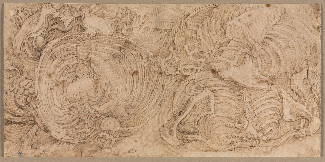 Cages thoraciques, début des années 1540 - Battista Franco