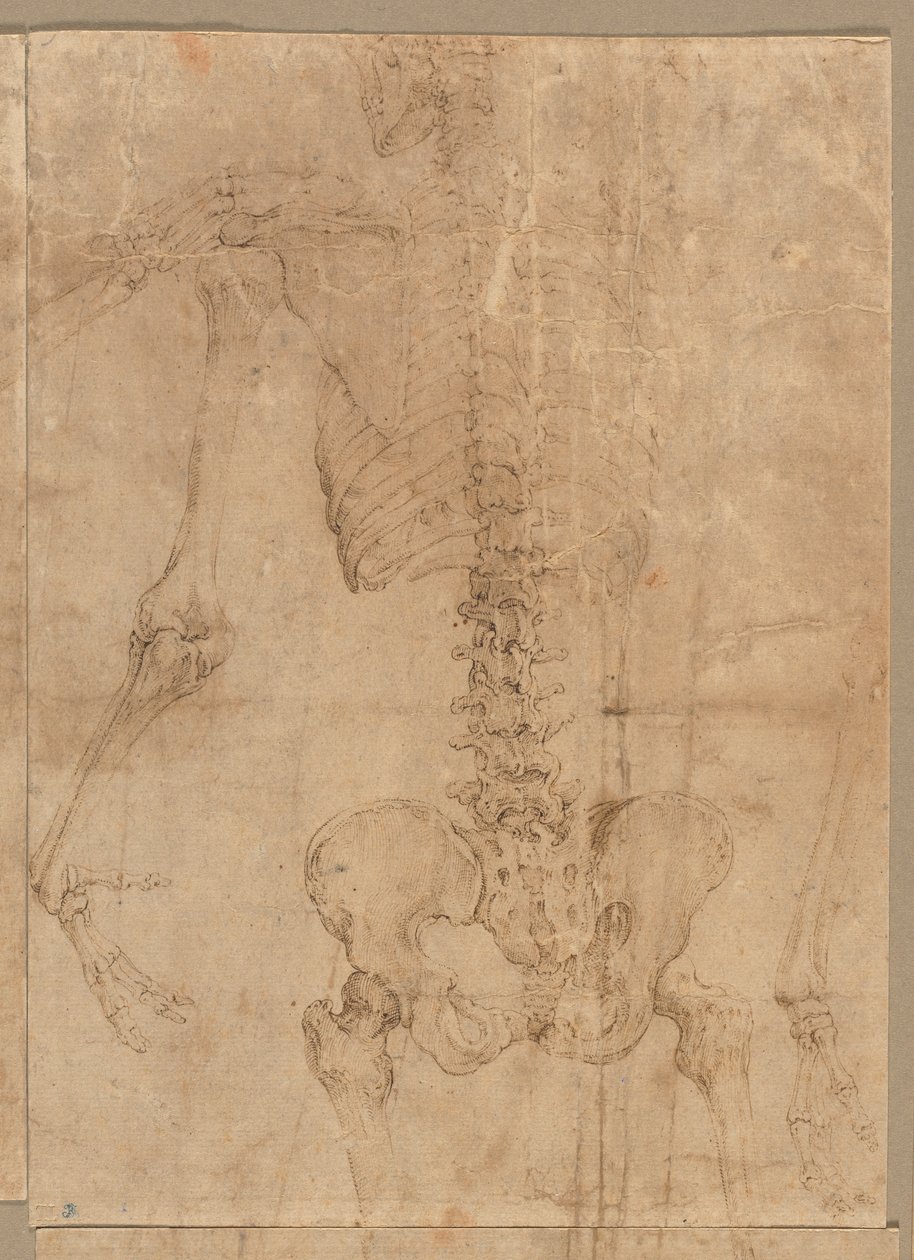 Moitié supérieure du squelette de dos, début des années 1540 - Battista Franco