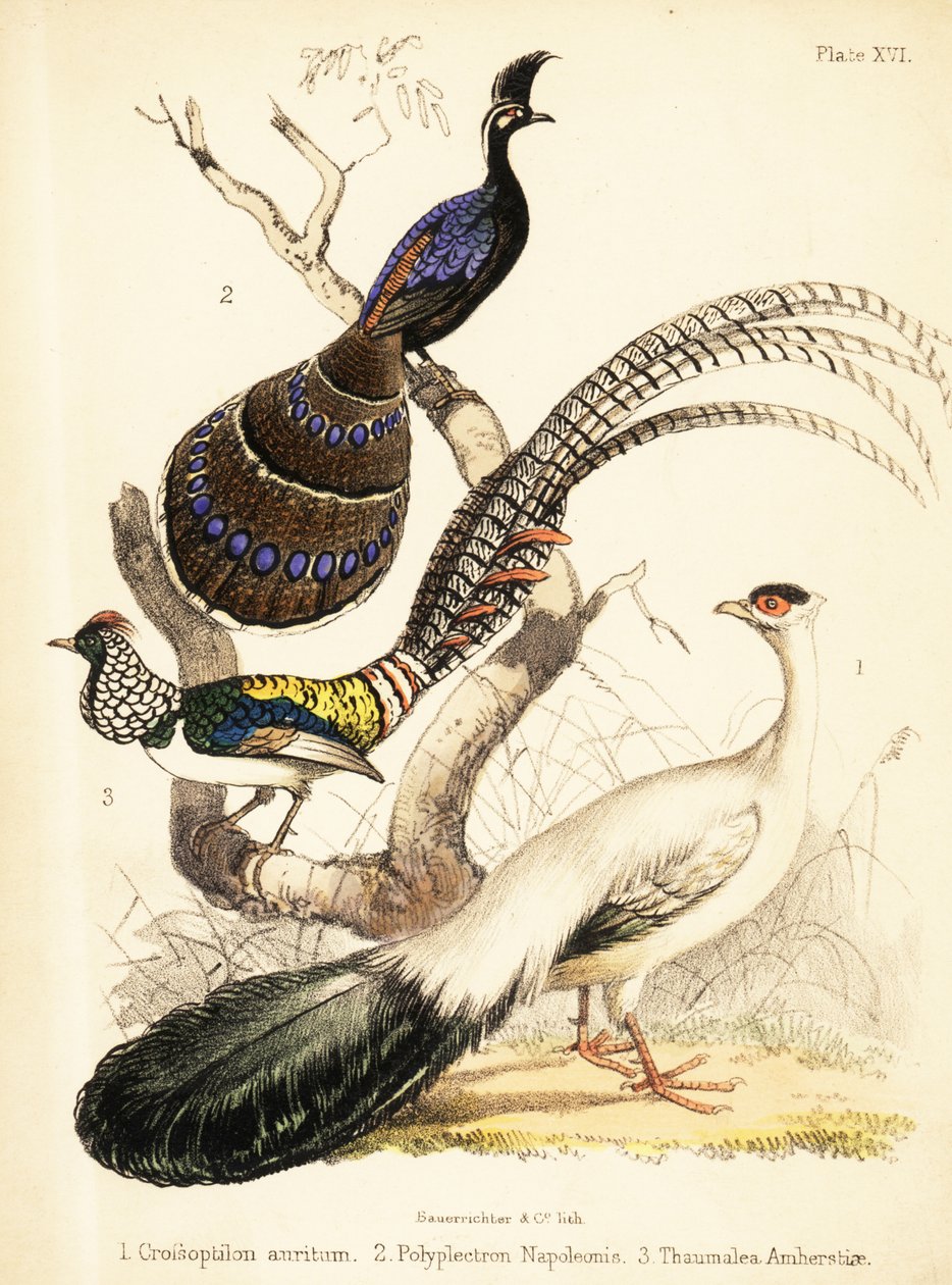Faisan à oreilles bleues, faisan paon de Palawan et faisan Lady Amherst - Bauerrichter