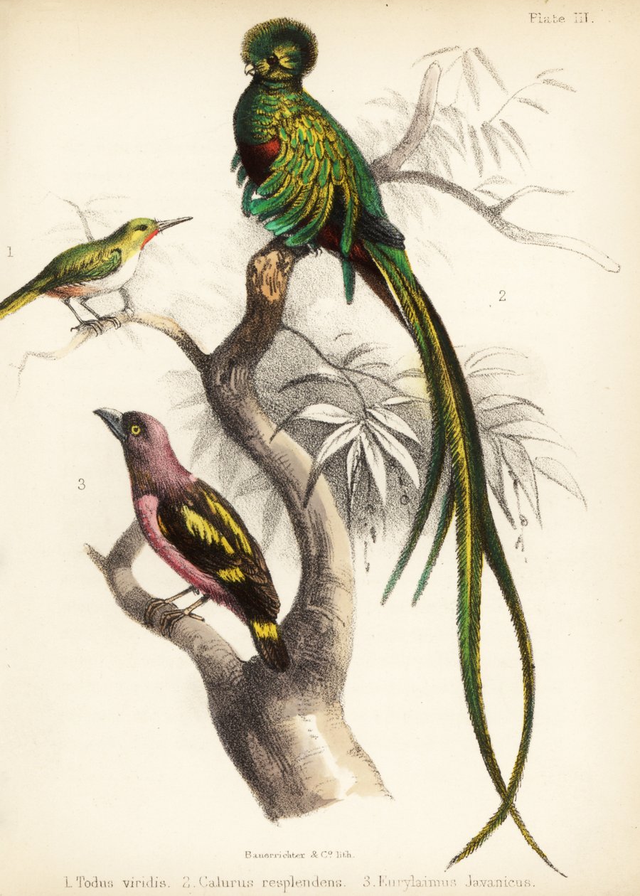 Todier de Jamaïque, quetzal resplendissant et eurylaime à bandes - Bauerrichter