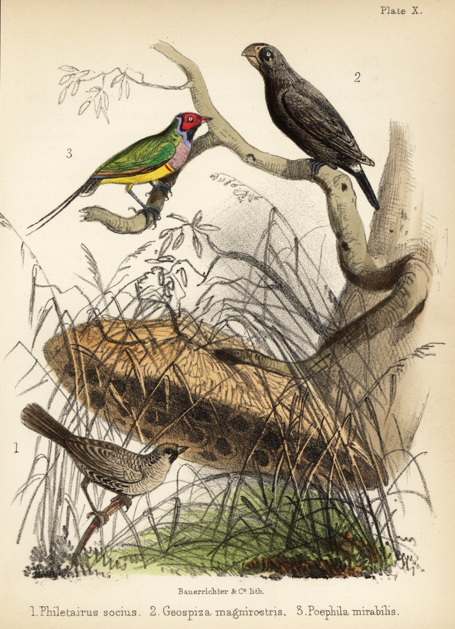 Tisserin sociable, grand pinson terrestre et pinson de Gould. 1855 (lithographie) - Bauerrichter
