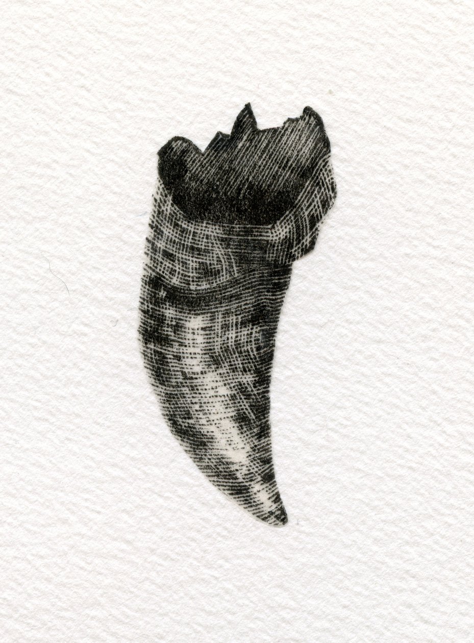 Dent féline, 2014 - Bella Larsson