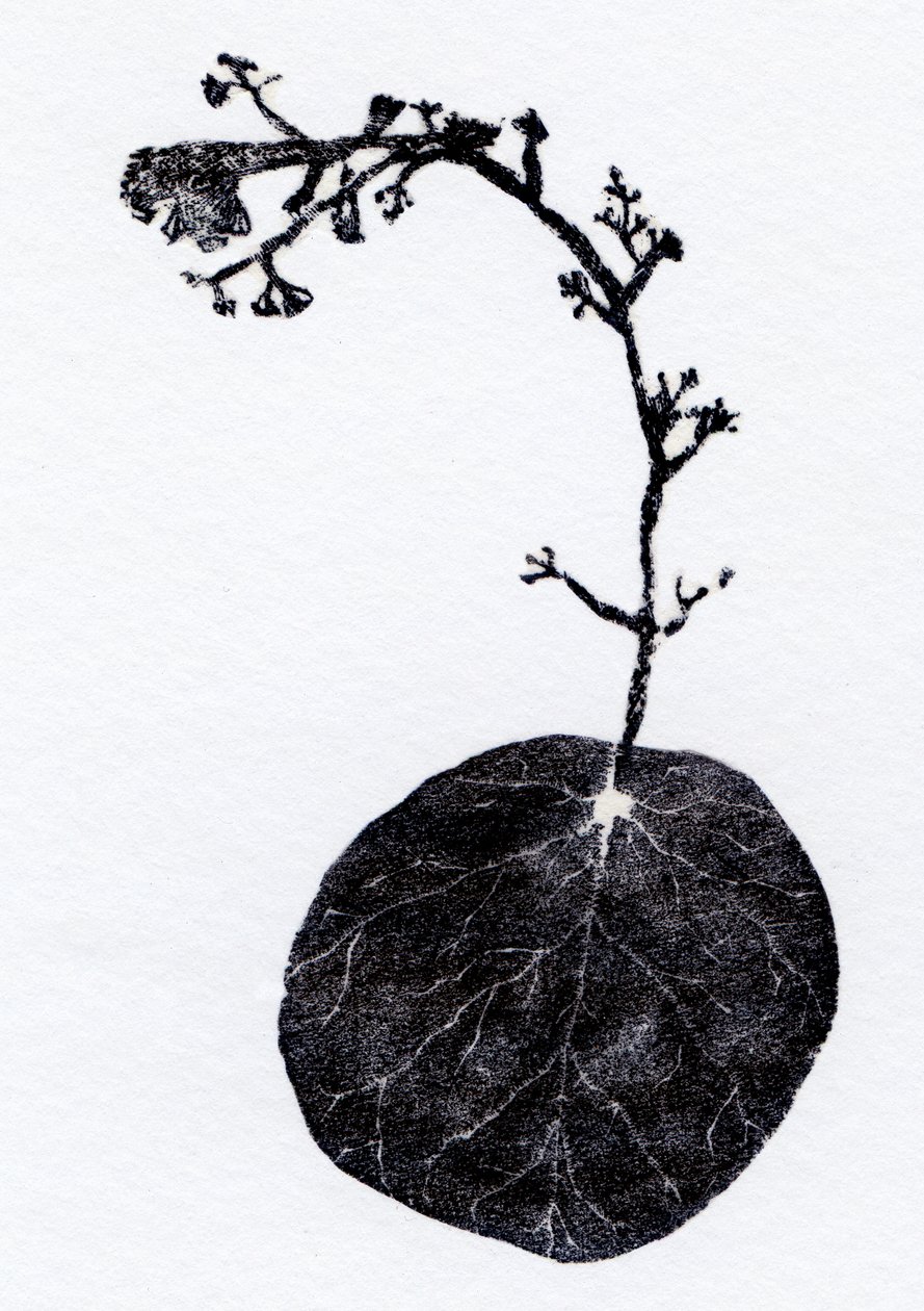 Feuille de lichen, 2014 - Bella Larsson